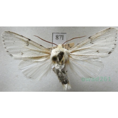 Acronicta leporina (Linnaeus, 1758) Wieczernica królica Czech87l